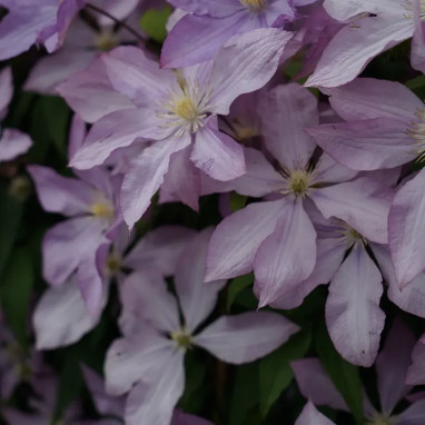 Clématite 'Proteus' - Clematis | Achat direct au producteur