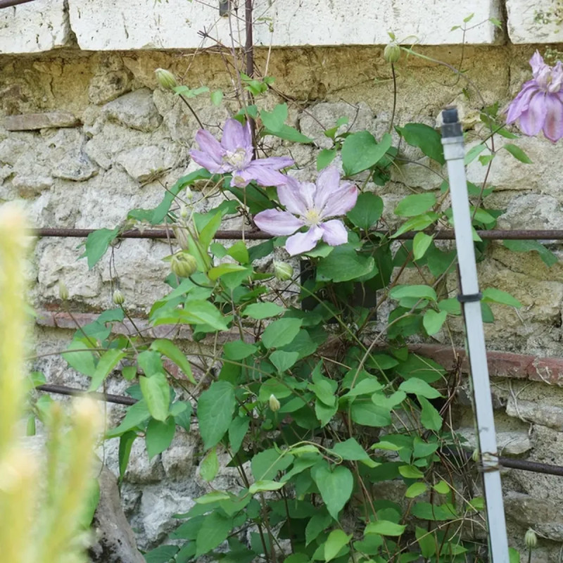 Clématite 'Proteus' - Clematis | Achat direct au producteur