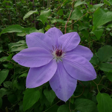 Clématite 'Ramona' ('Hybrida Sieboldii') - Clematis | Achat en ligne