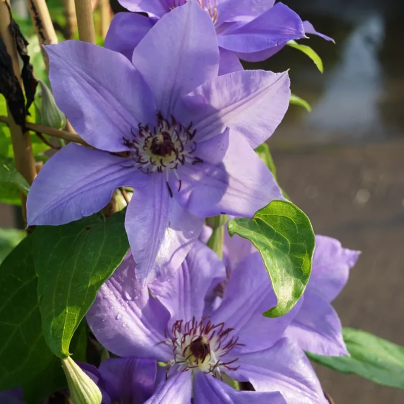 Clématite 'Ramona' ('Hybrida Sieboldii') - Clematis | Achat en ligne