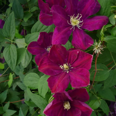 Clématite 'Rahvarinne' - Clematis | Achat direct au producteur