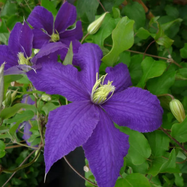 Clématite 'Rhapsody' - Clematis | Achat direct au producteur