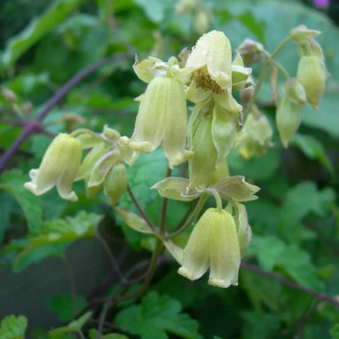 Clématite 'Rehderiana' - Clematis | Achat direct au producteur