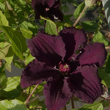 Clématite 'Rasputin' - Clematis viticella | Achat producteur