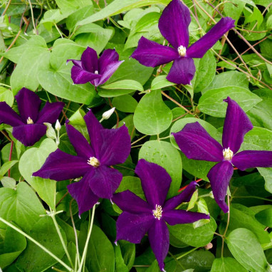 Clématite 'Romantika' - Clematis viticella | Achat producteur