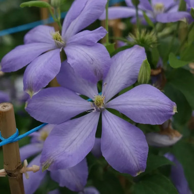 Clématite 'Mrs Cholmondeley' - Clematis | Achat direct producteur