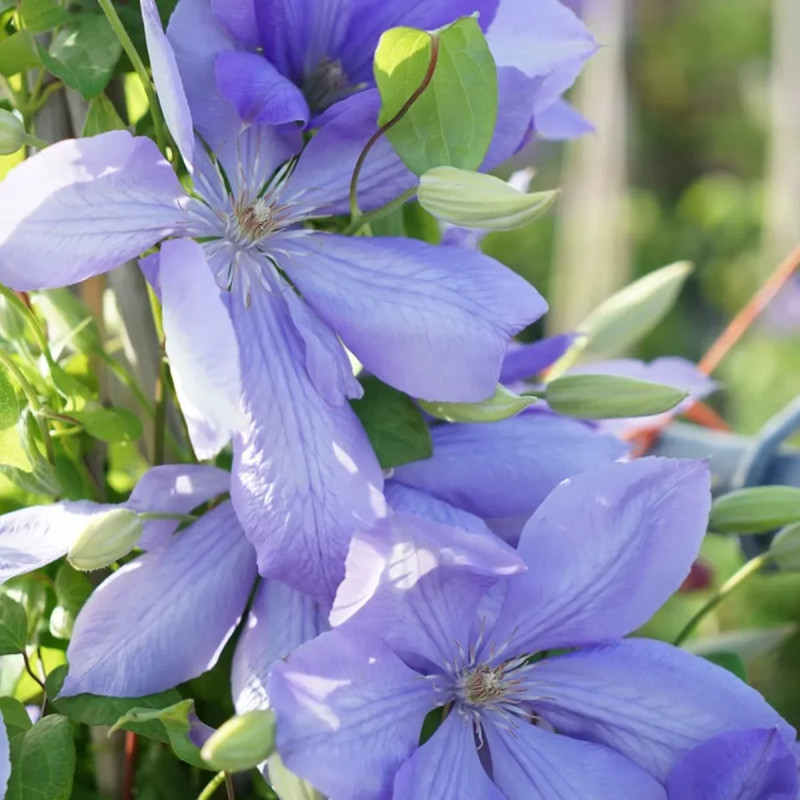 Clématite 'Mrs Cholmondeley' - Clematis | Achat direct producteur