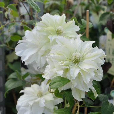 Clématite 'Marie Curie' - Clematis | Achat direct au producteur