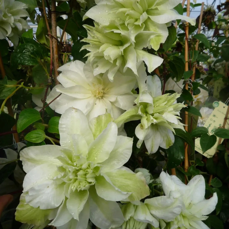 Clématite 'Marie Curie' - Clematis | Achat direct au producteur