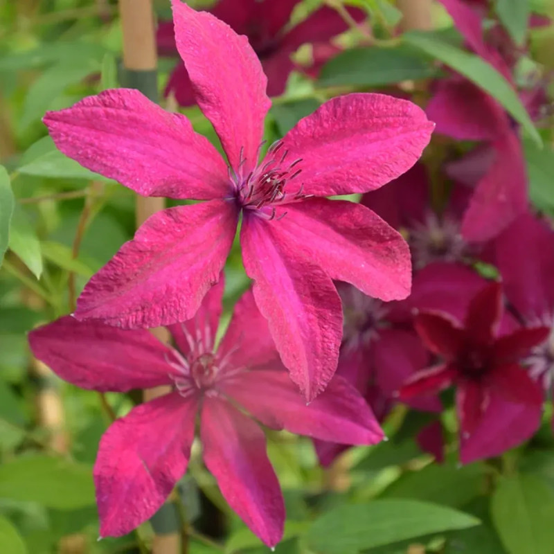 Clématite 'Rüütel' - Clematis | Achat direct au producteur