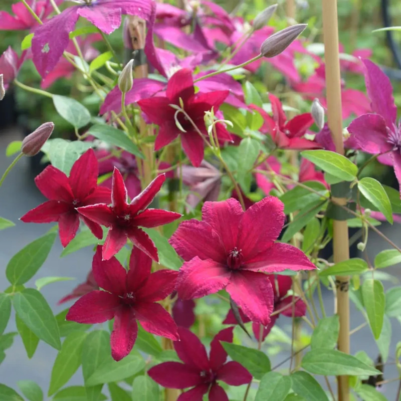Clématite 'Rüütel' - Clematis | Achat direct au producteur