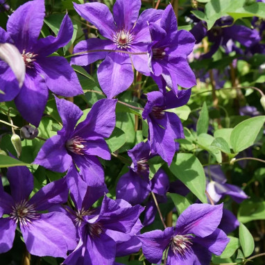 Clématite 'Semu' - Clematis | Achat direct au producteur