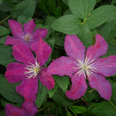 Clématite 'Syrena' - Clematis | Achat direct au producteur
