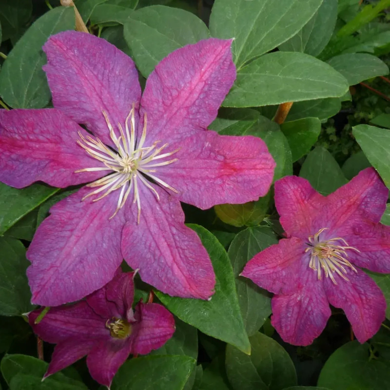 Clématite 'Syrena' - Clematis | Achat direct au producteur