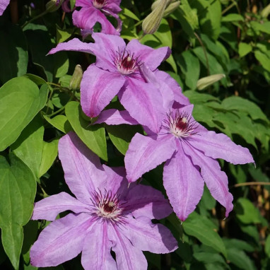 Clématite 'Sympatia' - Clematis | Achat direct au producteur
