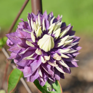 Clématite 'Taïga' PBR EU 43686 - Clematis | Achat producteur