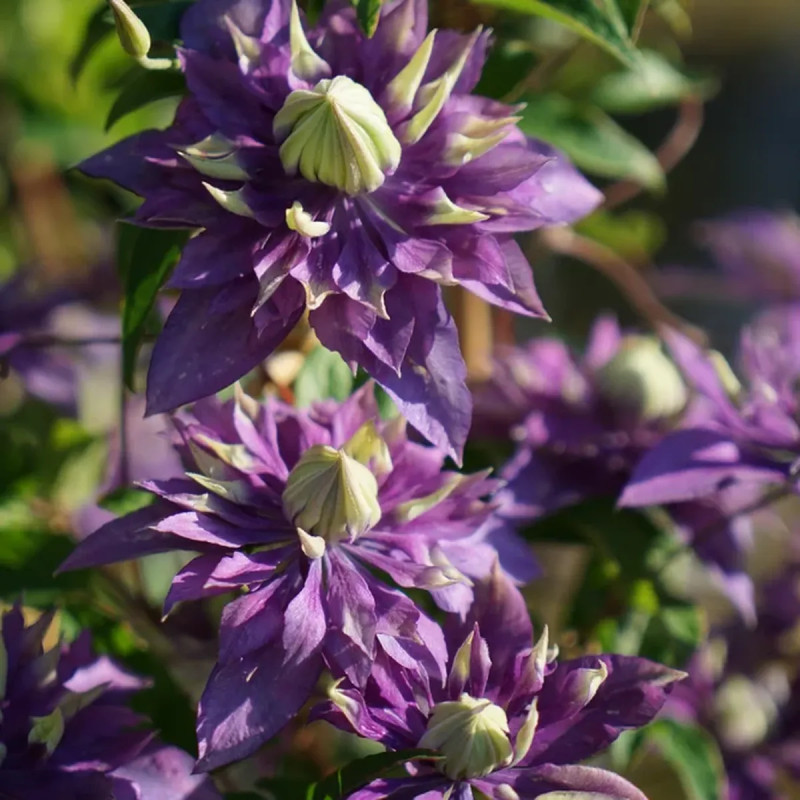Clématite 'Taïga' PBR EU 43686 - Clematis | Achat producteur