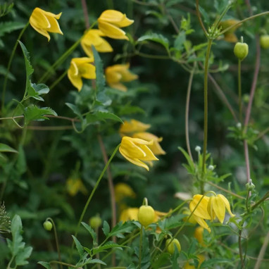 Clématite tangutica - Clematis | Achat direct au producteur