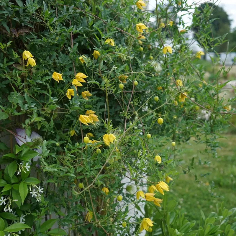 Clématite tangutica - Clematis | Achat direct au producteur