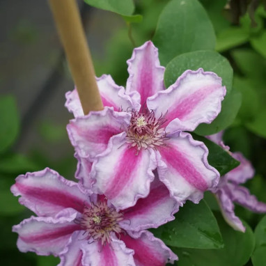 Clématite 'Tudor' - Clematis | Achat direct au producteur