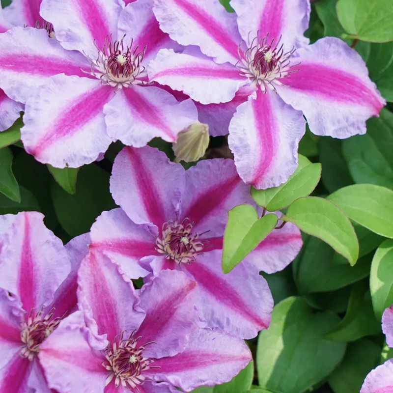 Clématite 'Tudor' - Clematis | Achat direct au producteur