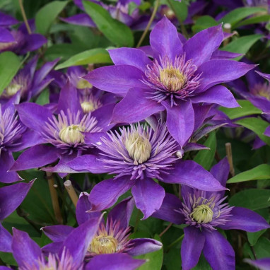 Clématite 'Multi Blue' - Clematis | Achat direct au producteur