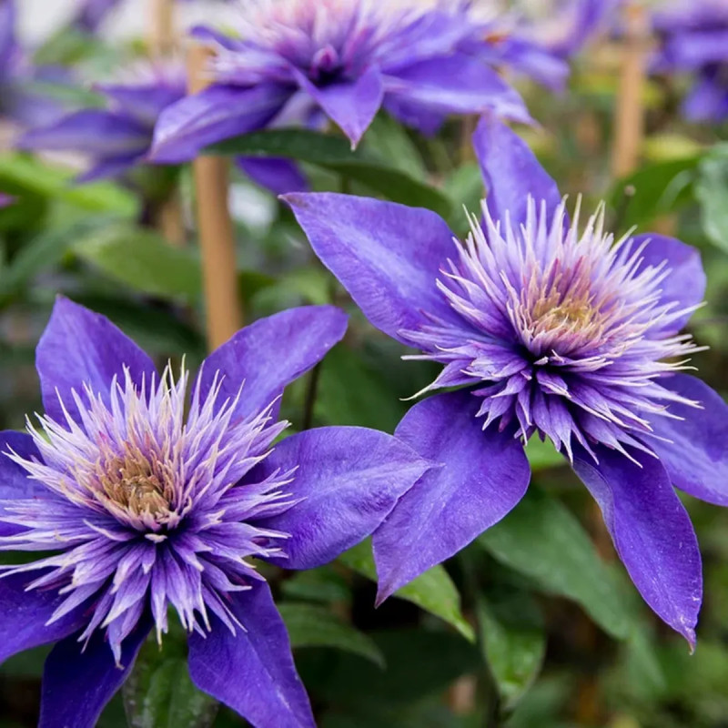 Clématite 'Multi Blue' - Clematis | Achat direct au producteur