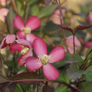 Clématite montana 'Van Gogh' - Clematis | Achat direct au producteur