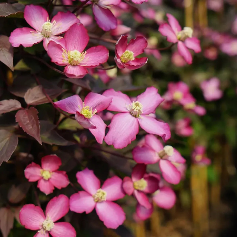 Clématite montana 'Van Gogh' - Clematis | Achat direct au producteur