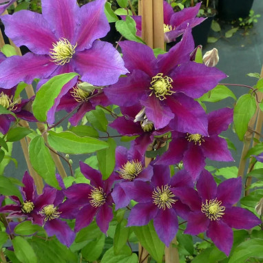 Clématite 'Varenne' - Clematis | Achat direct au producteur