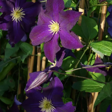Clématite 'Viola' - Clematis viticella | Achat direct au producteur