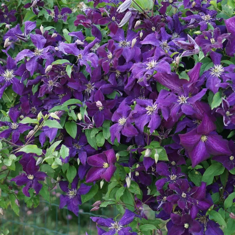 Clématite 'Viola' - Clematis viticella | Achat direct au producteur