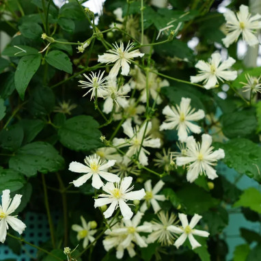 Clématite vitalba - Clematis | Achat direct au producteur