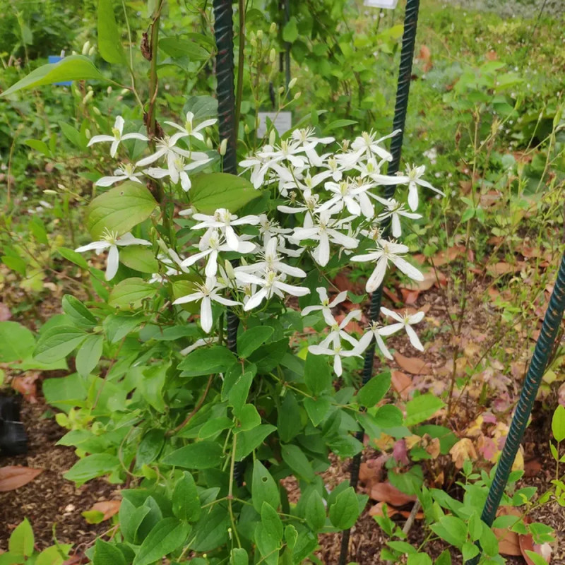 Clématite vitalba - Clematis | Achat direct au producteur