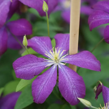 Clématite 'Voluceau' - Clematis | Achat direct au producteur