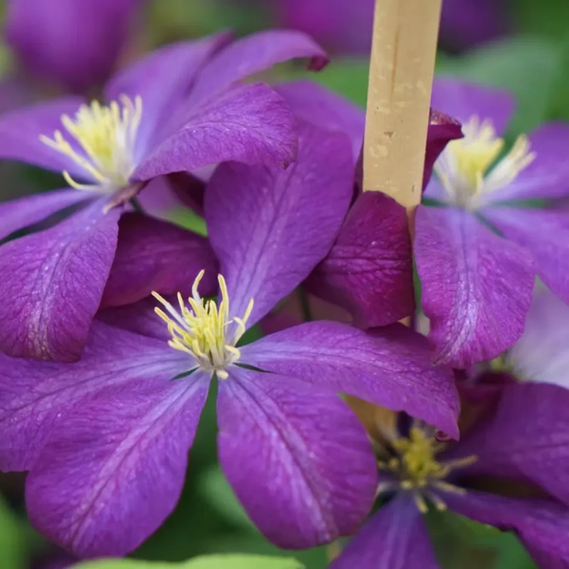 Clématite 'Voluceau' - Clematis | Achat direct au producteur