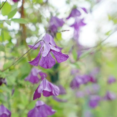 Clématite viticella - Clematis | Achat direct au producteur