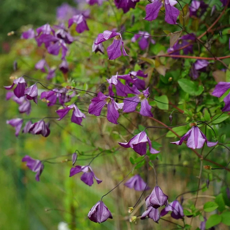 Clématite viticella - Clematis | Achat direct au producteur