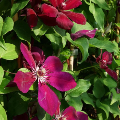 Clématite 'Westerplatte' - Clematis | Achat direct au producteur