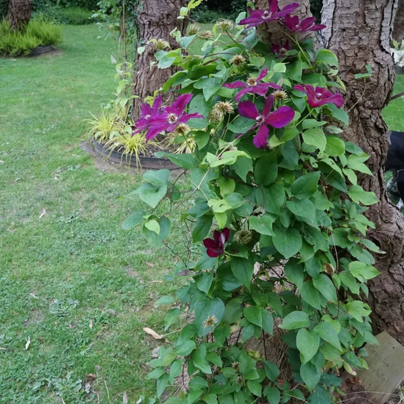 Clématite 'Westerplatte' - Clematis | Achat direct au producteur