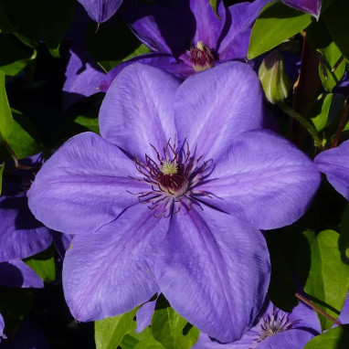 Clématite 'Xerxes' - Clematis | Achat direct au producteur
