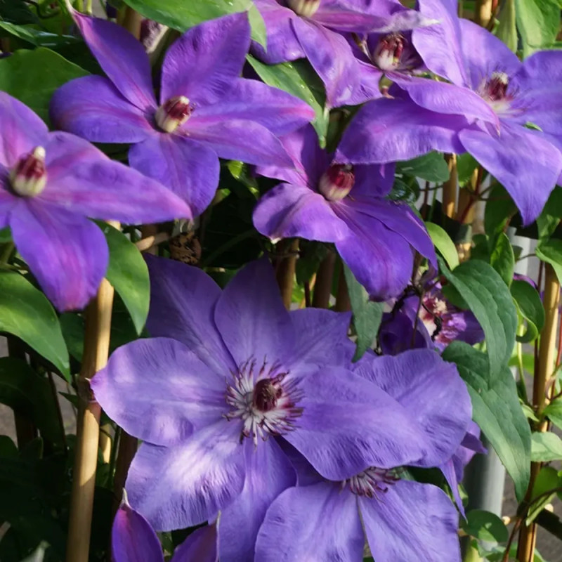Clématite 'Xerxes' - Clematis | Achat direct au producteur