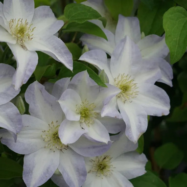 Clématite 'Yukikomachi' - Clematis | Achat direct au producteur