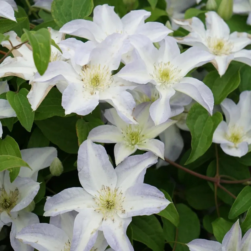 Clématite 'Yukikomachi' - Clematis | Achat direct au producteur