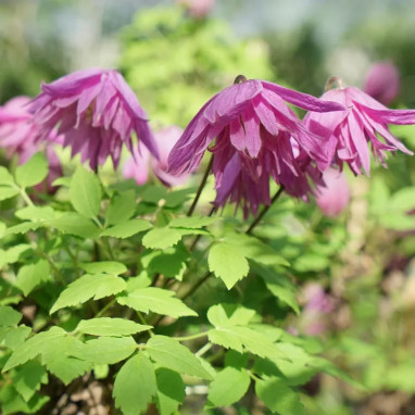 Clématite Octopus® 'Zooct' - Clematis | Achat direct au producteur