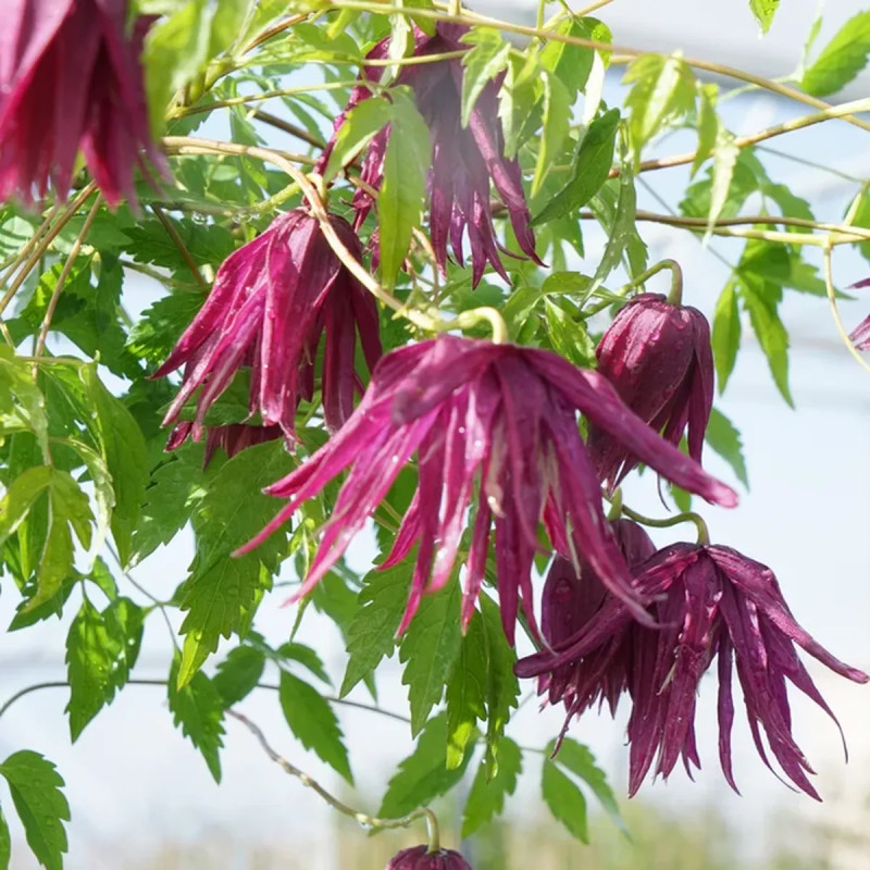 Clématite Octopus® 'Zooct' - Clematis | Achat direct au producteur