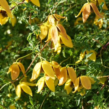 Clématite 'Orange Peel' - Clematis | Achat direct au producteur