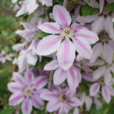 Clématite 'Nelly Moser' - Clematis | Achat direct au producteur