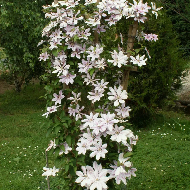Clématite 'Nelly Moser' - Clematis | Achat direct au producteur