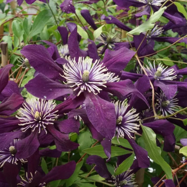 Clématite integrifolia 'Panther' - Clematis | Achat producteur